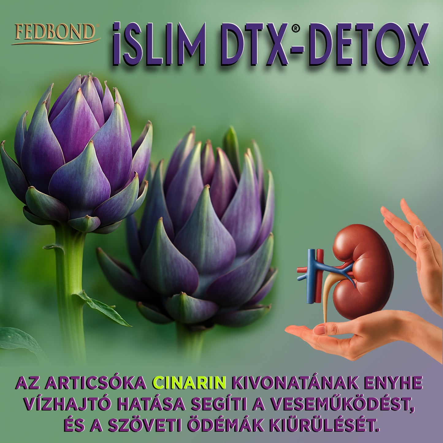 iSLIM DTX - Májműködés - Méregtelenítés - Zsírbontás