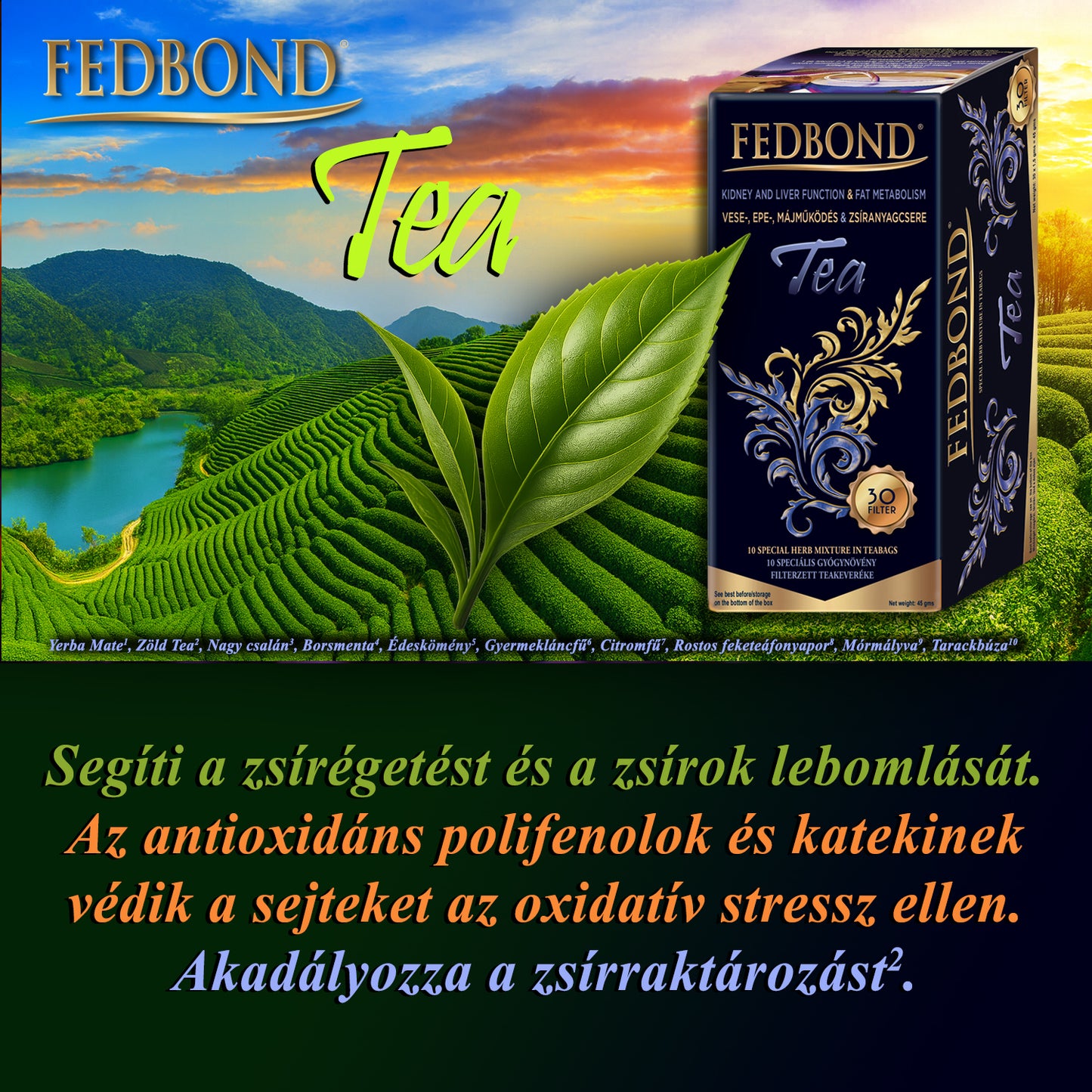 FEDBOND® TEA - Májműködés - Epetermelés