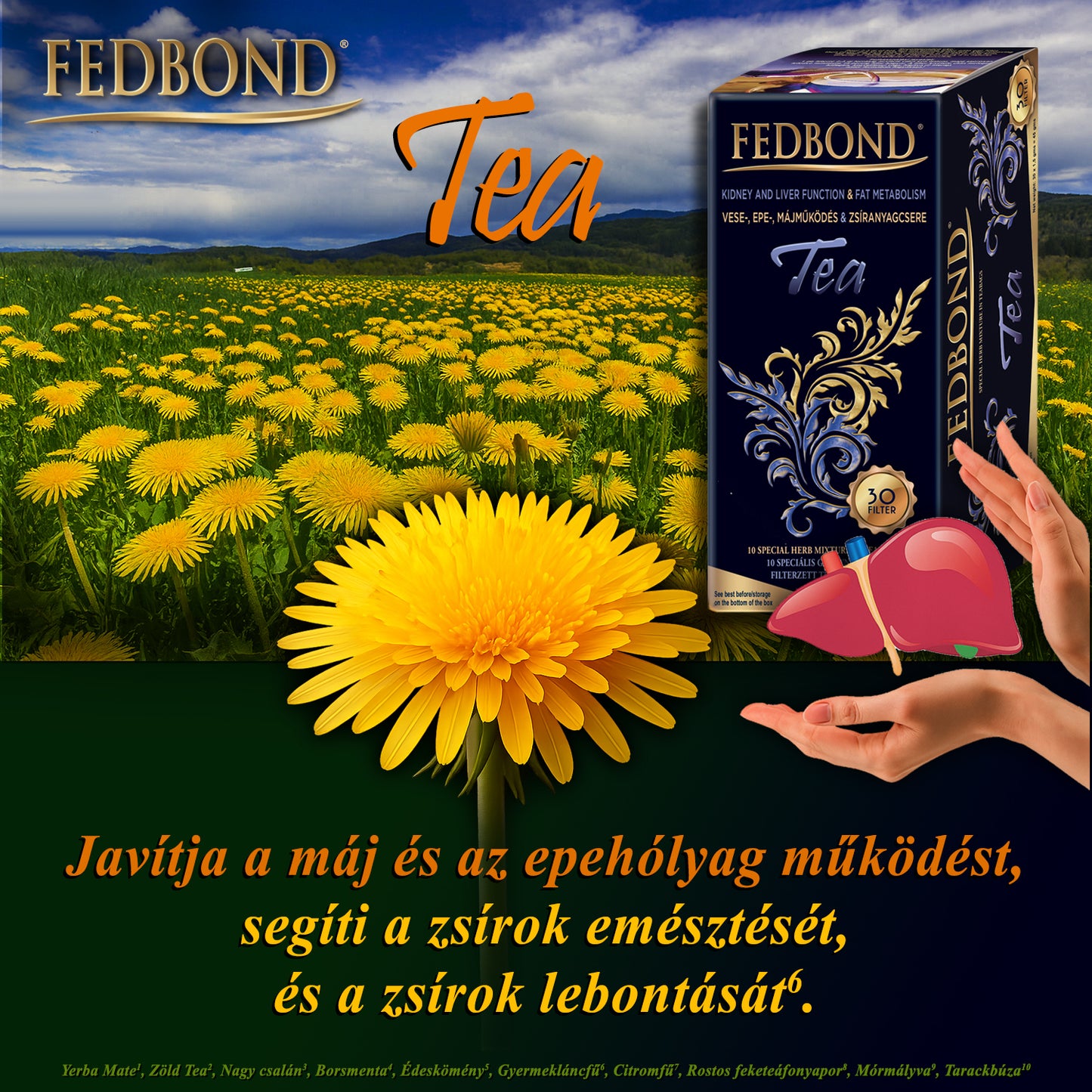 FEDBOND® TEA - Májműködés - Epetermelés