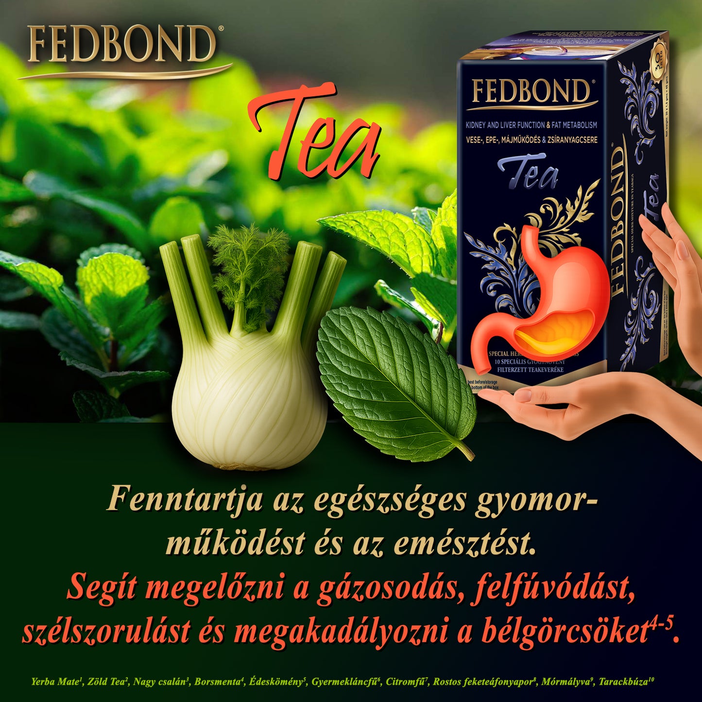 FEDBOND® TEA - Májműködés - Epetermelés